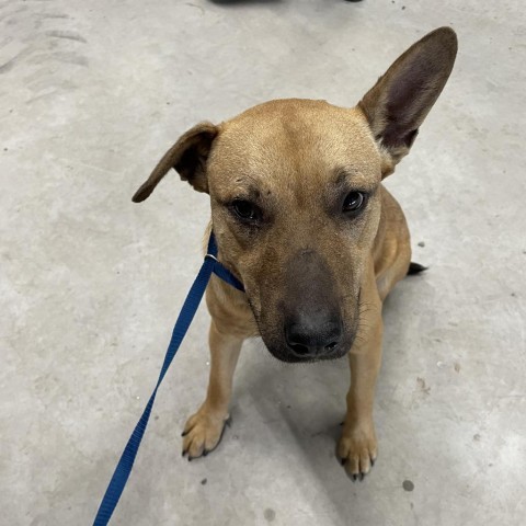 Smiley, an adoptable Shepherd, Mixed Breed in Harlingen, TX, 78550 | Photo Image 2