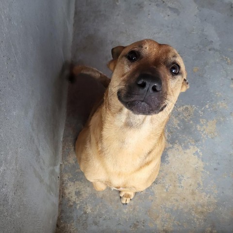 Smiley, an adoptable Shepherd, Mixed Breed in Harlingen, TX, 78550 | Photo Image 3