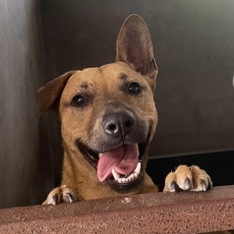 Smiley, an adoptable Shepherd, Mixed Breed in Harlingen, TX, 78550 | Photo Image 4