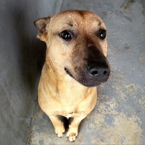 Smiley, an adoptable Shepherd, Mixed Breed in Harlingen, TX, 78550 | Photo Image 5