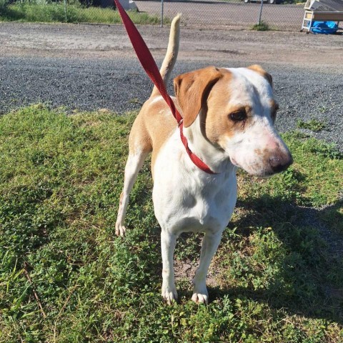 Ladi B, an adoptable Cattle Dog, Mixed Breed in Harlingen, TX, 78550 | Photo Image 2