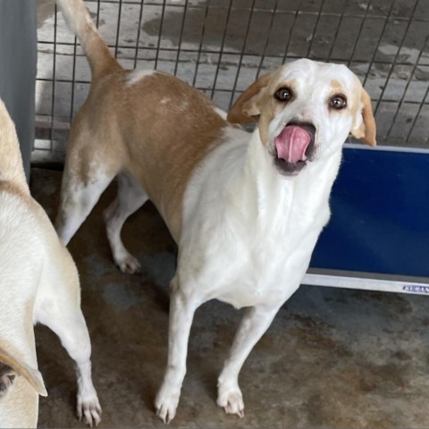 Ladi B, an adoptable Cattle Dog, Mixed Breed in Harlingen, TX, 78550 | Photo Image 3