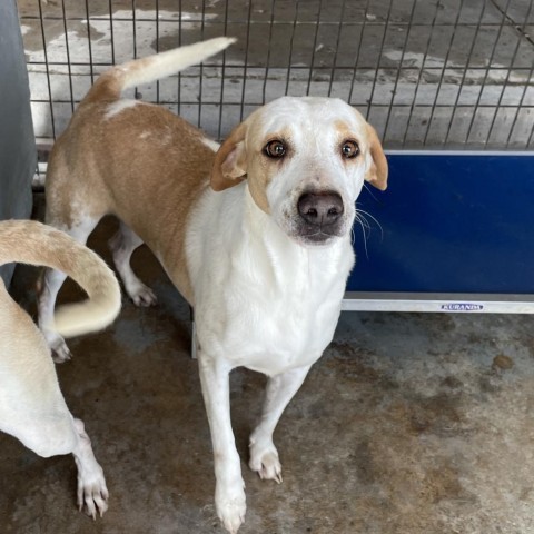 Ladi B, an adoptable Cattle Dog, Mixed Breed in Harlingen, TX, 78550 | Photo Image 4