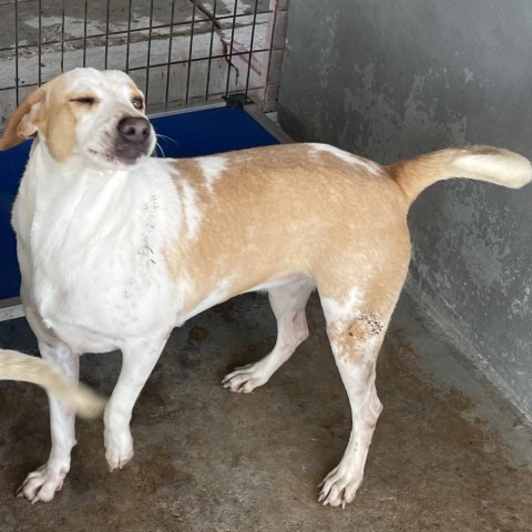 Ladi B, an adoptable Cattle Dog, Mixed Breed in Harlingen, TX, 78550 | Photo Image 5