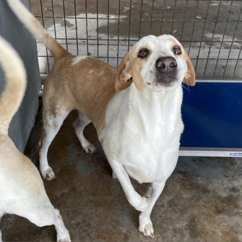 Ladi B, an adoptable Cattle Dog, Mixed Breed in Harlingen, TX, 78550 | Photo Image 6