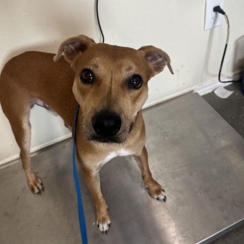 Rocky/ITF, an adoptable Terrier, Mixed Breed in Harlingen, TX, 78550 | Photo Image 1