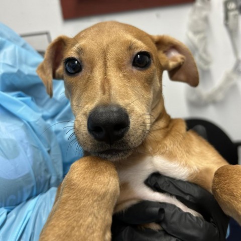 Rocky/ITF, an adoptable Terrier, Mixed Breed in Harlingen, TX, 78550 | Photo Image 2