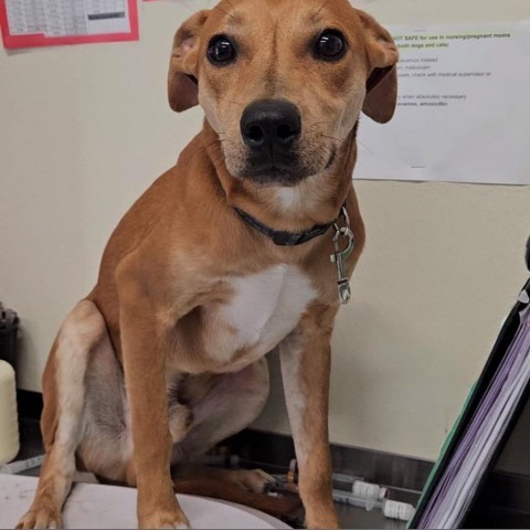 Rocky/ITF, an adoptable Terrier, Mixed Breed in Harlingen, TX, 78550 | Photo Image 3