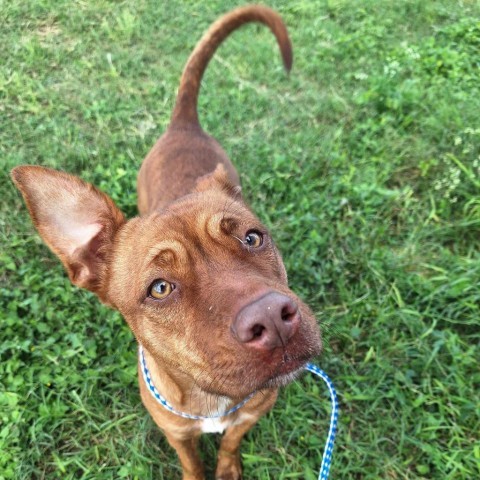 Ember, an adoptable Shepherd, Mixed Breed in Harlingen, TX, 78550 | Photo Image 1