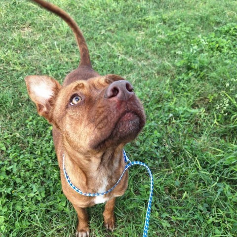 Ember, an adoptable Shepherd, Mixed Breed in Harlingen, TX, 78550 | Photo Image 2