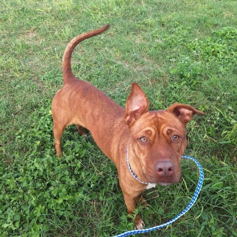 Ember, an adoptable Shepherd, Mixed Breed in Harlingen, TX, 78550 | Photo Image 3