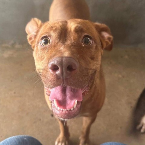 Ember, an adoptable Shepherd, Mixed Breed in Harlingen, TX, 78550 | Photo Image 4