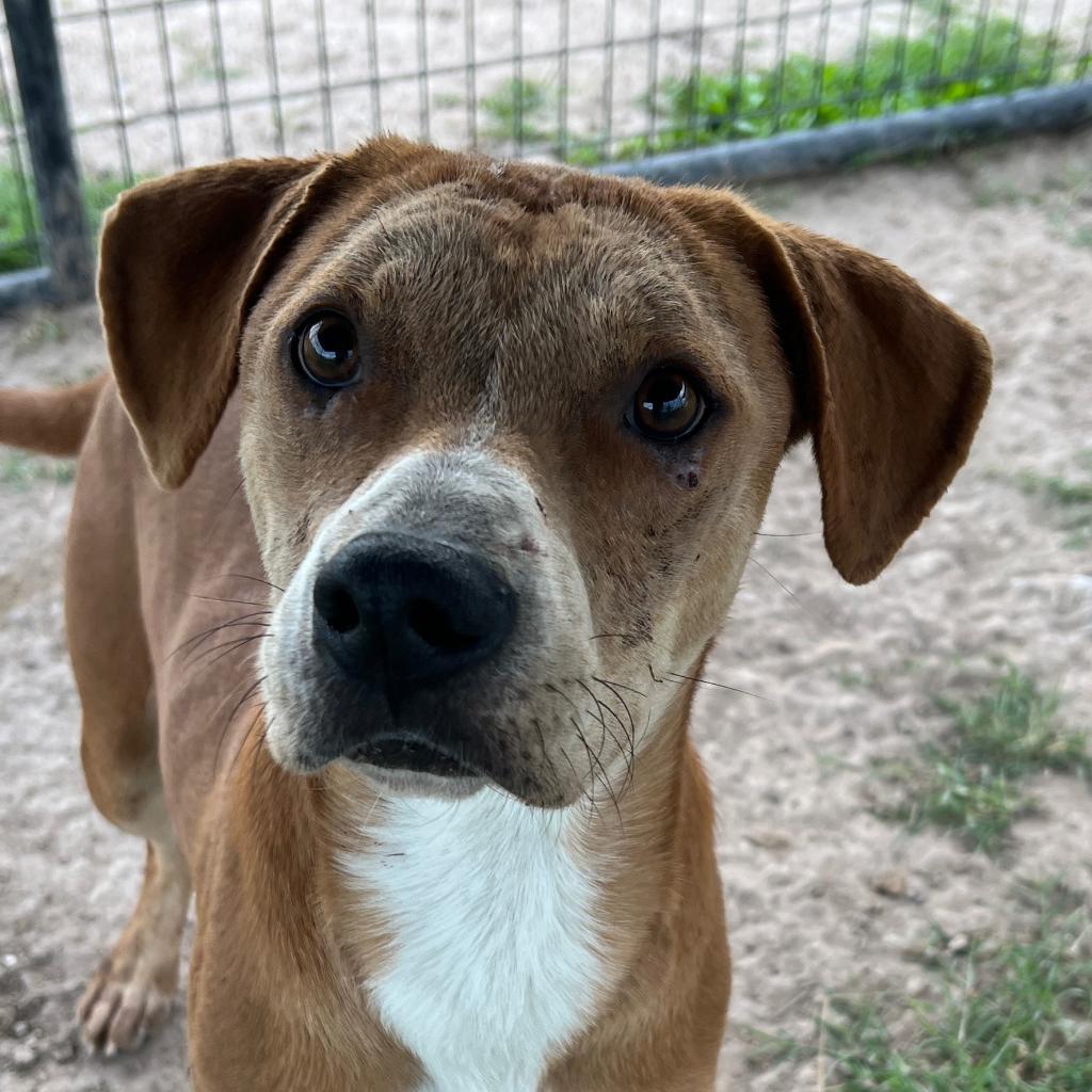 Ham Sandwich (Lonchesito), an adoptable Pit Bull Terrier in Harlingen, TX, 78550 | Photo Image 1