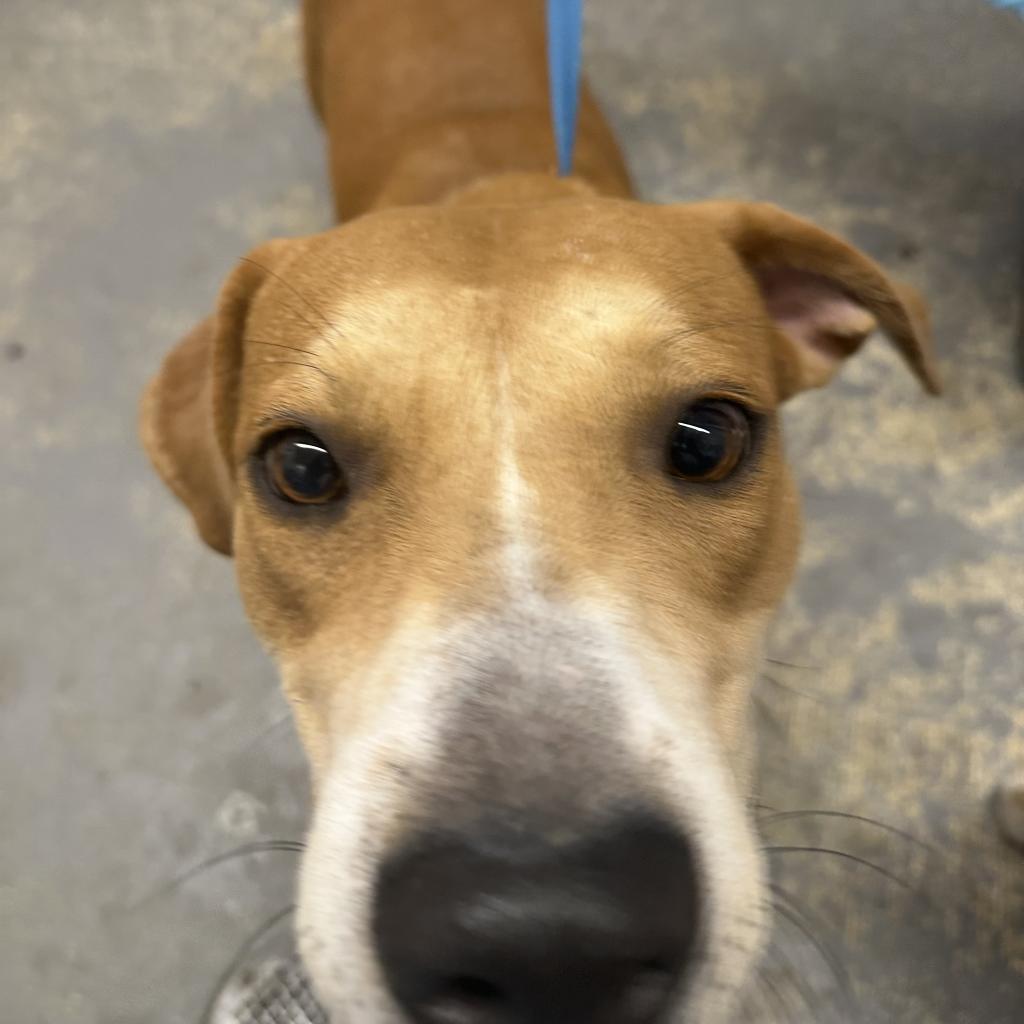 Ham Sandwich (Lonchesito), an adoptable Pit Bull Terrier in Harlingen, TX, 78550 | Photo Image 2