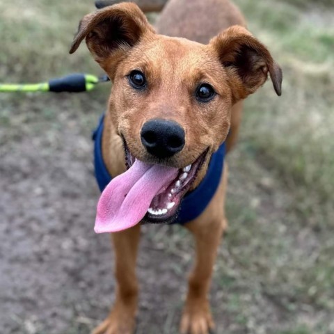 Mummy, an adoptable Shepherd, Mixed Breed in Harlingen, TX, 78550 | Photo Image 1