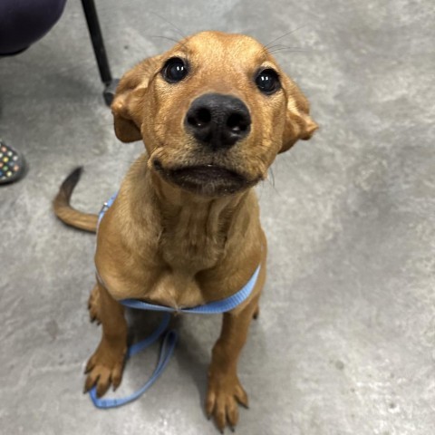 Mummy, an adoptable Shepherd, Mixed Breed in Harlingen, TX, 78550 | Photo Image 2