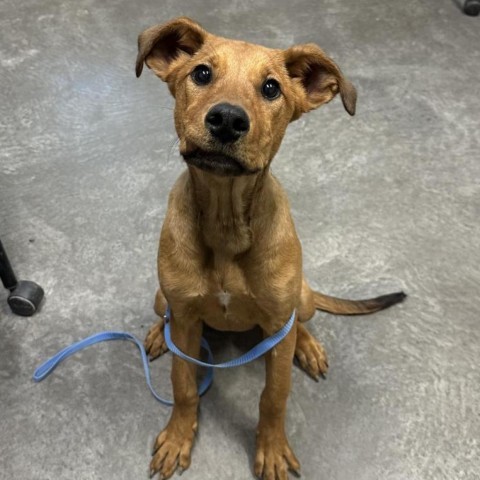 Mummy, an adoptable Shepherd, Mixed Breed in Harlingen, TX, 78550 | Photo Image 4