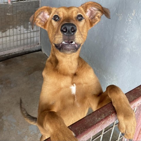 Mummy, an adoptable Shepherd, Mixed Breed in Harlingen, TX, 78550 | Photo Image 5