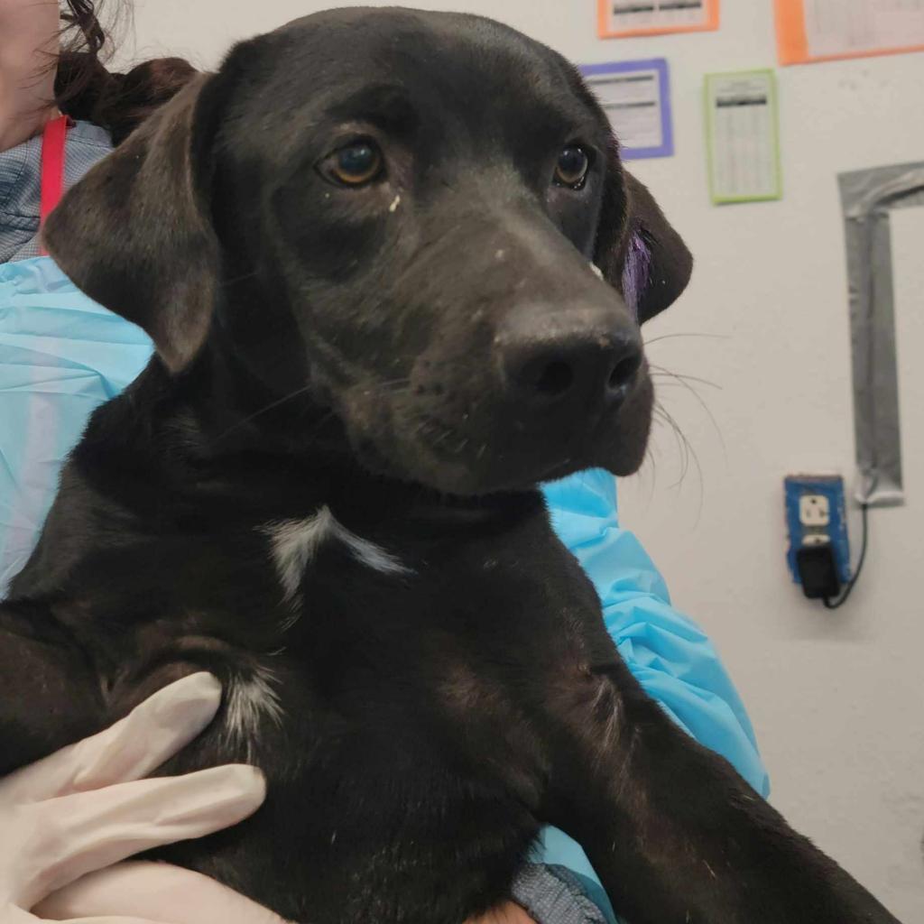 Rocky Balboa / ITF, an adoptable Black Labrador Retriever in Harlingen, TX, 78550 | Photo Image 1