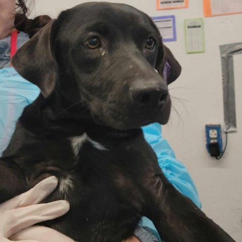 Rocky Balboa / ITF, an adoptable Black Labrador Retriever in Harlingen, TX, 78550 | Photo Image 2