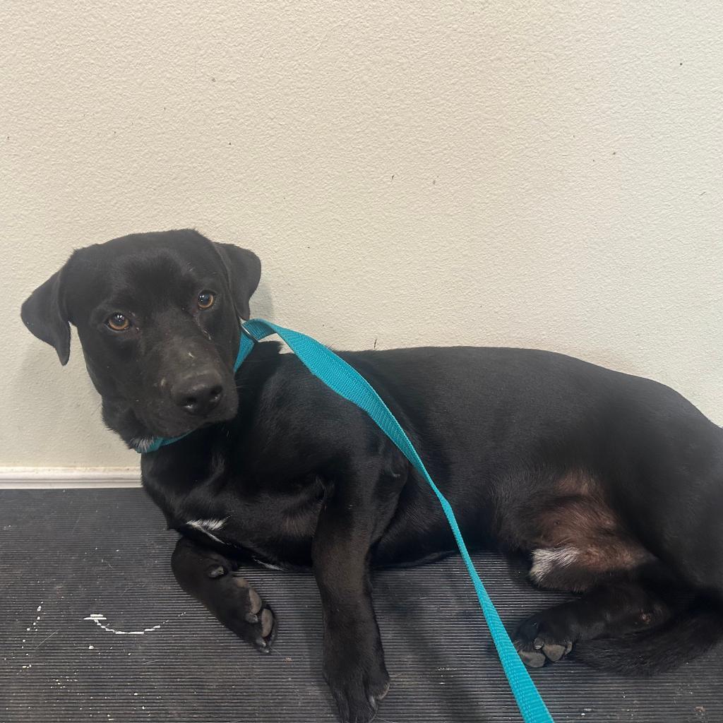 Rocky Balboa / ITF, an adoptable Black Labrador Retriever in Harlingen, TX, 78550 | Photo Image 2