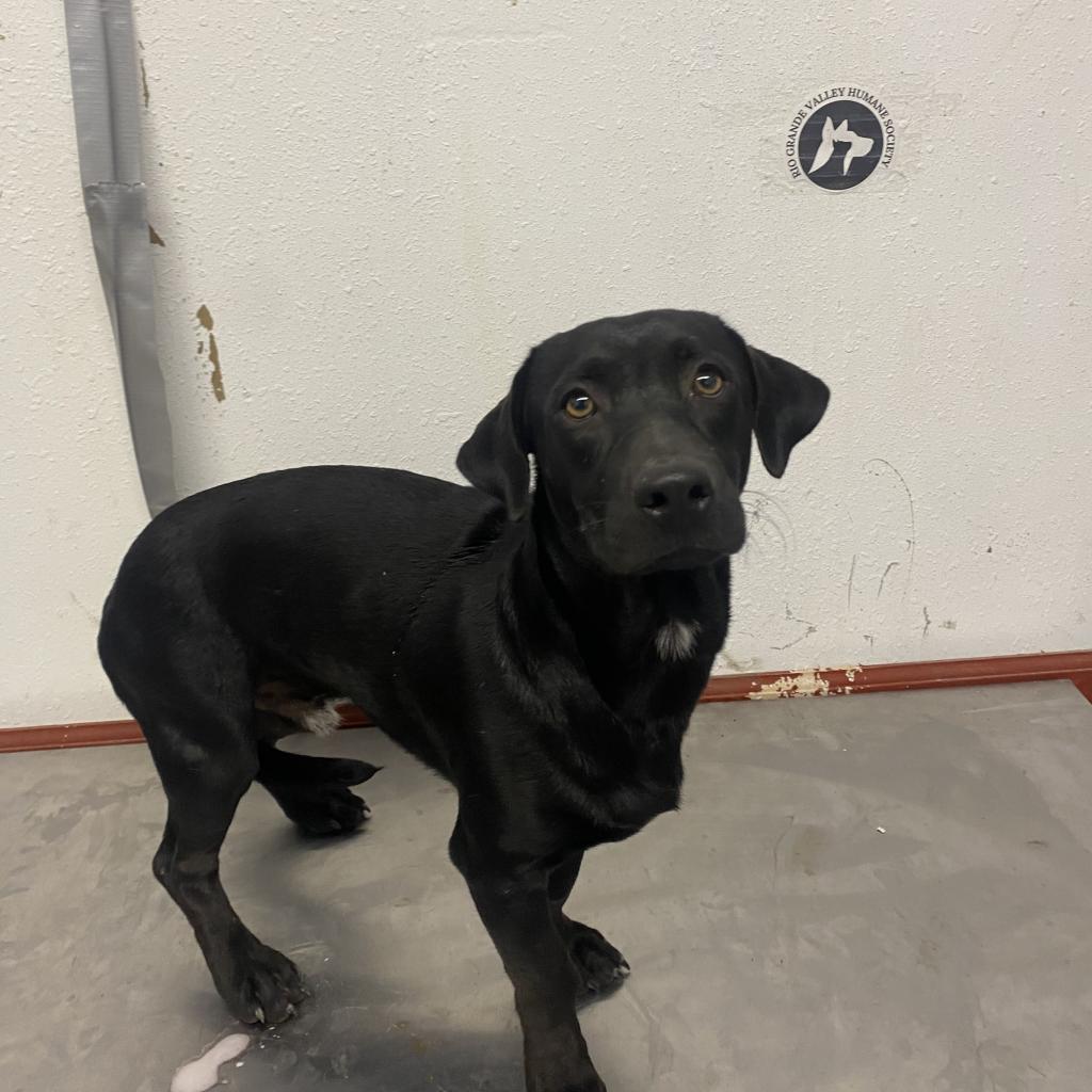 Rocky Balboa / ITF, an adoptable Black Labrador Retriever in Harlingen, TX, 78550 | Photo Image 3