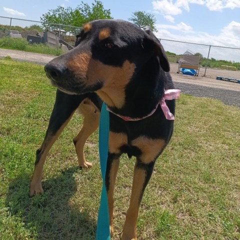 Mama Hot Dog, an adoptable Shepherd in Harlingen, TX, 78550 | Photo Image 1