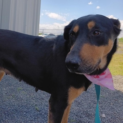 Mama Hot Dog, an adoptable Shepherd in Harlingen, TX, 78550 | Photo Image 2