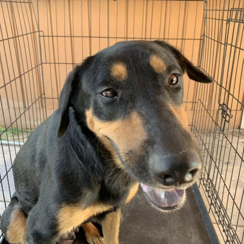 Mama Hot Dog, an adoptable Shepherd in Harlingen, TX, 78550 | Photo Image 2