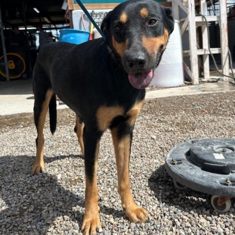 Mama Hot Dog, an adoptable Shepherd in Harlingen, TX, 78550 | Photo Image 4