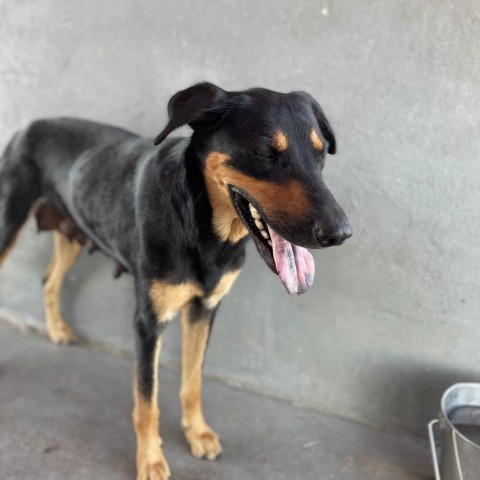 Mama Hot Dog, an adoptable Shepherd in Harlingen, TX, 78550 | Photo Image 5