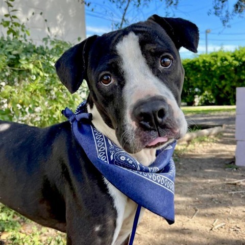 Rango // 59663, an adoptable Pit Bull Terrier in Harlingen, TX, 78550 | Photo Image 1