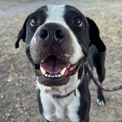 Rango // 59663, an adoptable Pit Bull Terrier in Harlingen, TX, 78550 | Photo Image 2