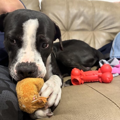 Rango // 59663, an adoptable Pit Bull Terrier in Harlingen, TX, 78550 | Photo Image 3