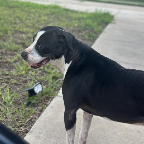 Rango // 59663, an adoptable Pit Bull Terrier in Harlingen, TX, 78550 | Photo Image 4