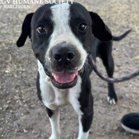 Rango // 59663, an adoptable Pit Bull Terrier in Harlingen, TX, 78550 | Photo Image 5