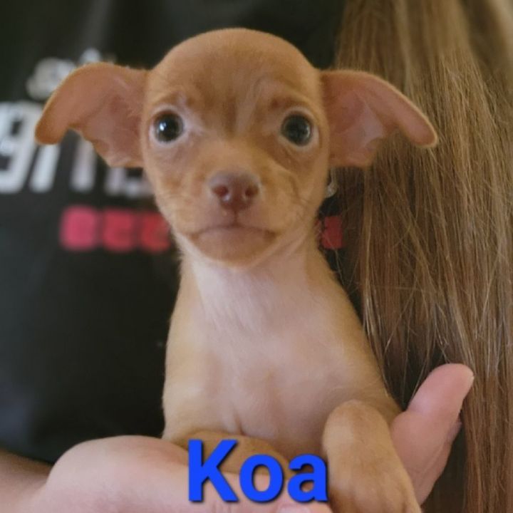 Koa, an adopted Chihuahua & Terrier Mix in Clovis, CA_image-2