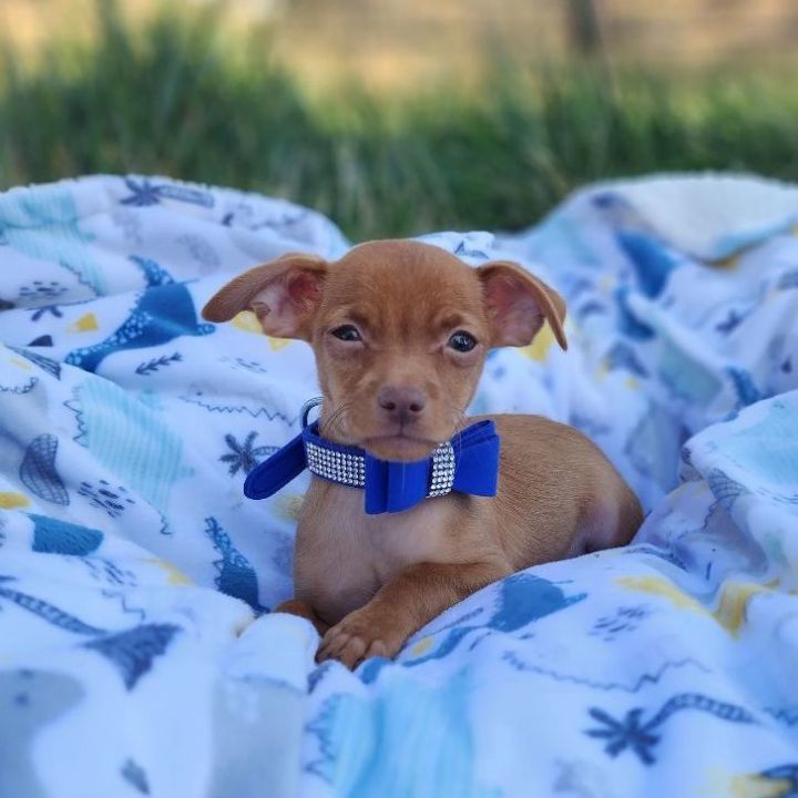 Koa, an adopted Chihuahua & Terrier Mix in Clovis, CA_image-3