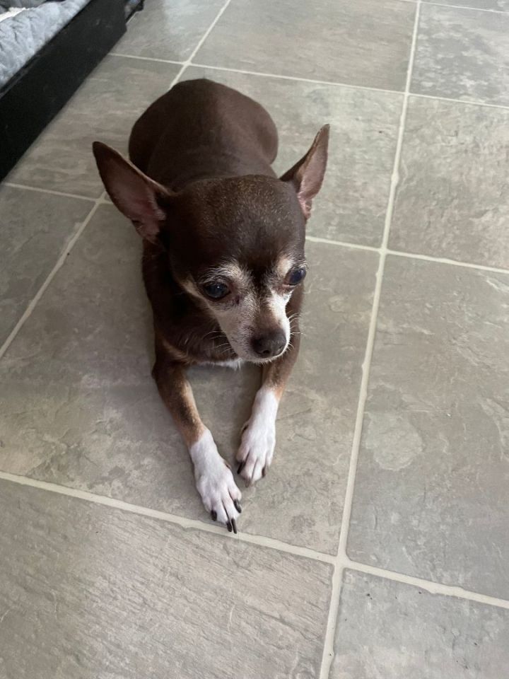 Yankee chihuahua hot sale rescue