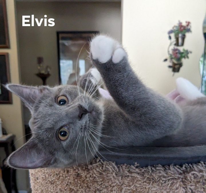Elvis 2