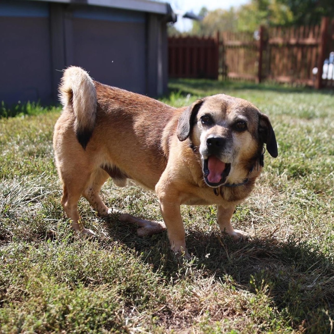 Danny Devito, an adoptable Puggle in Powell, OH, 43065 | Photo Image 2