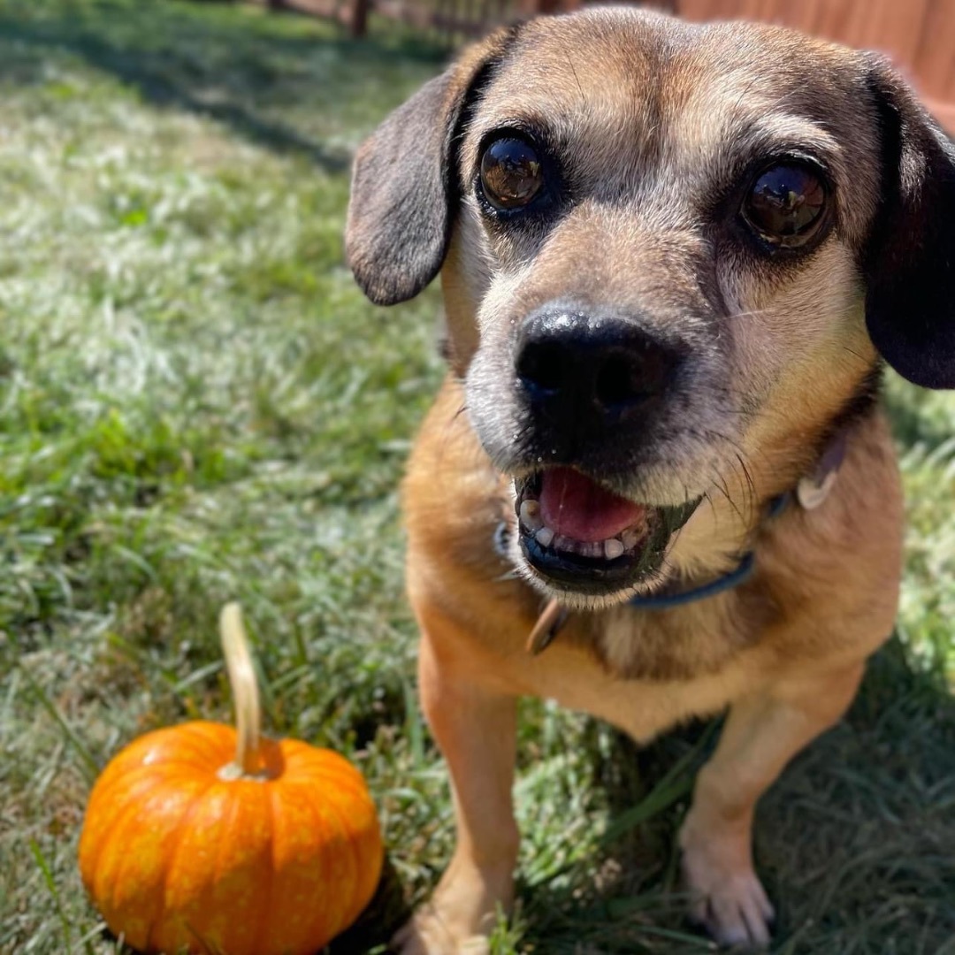 Danny Devito, an adoptable Puggle in Powell, OH, 43065 | Photo Image 1