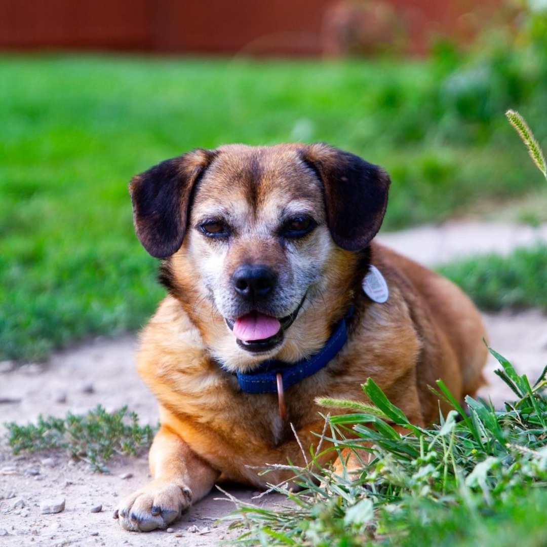Danny Devito, an adoptable Puggle in Powell, OH, 43065 | Photo Image 3