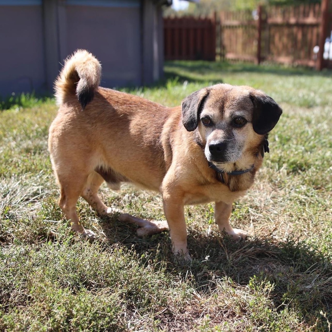Danny Devito, an adoptable Puggle in Powell, OH, 43065 | Photo Image 4