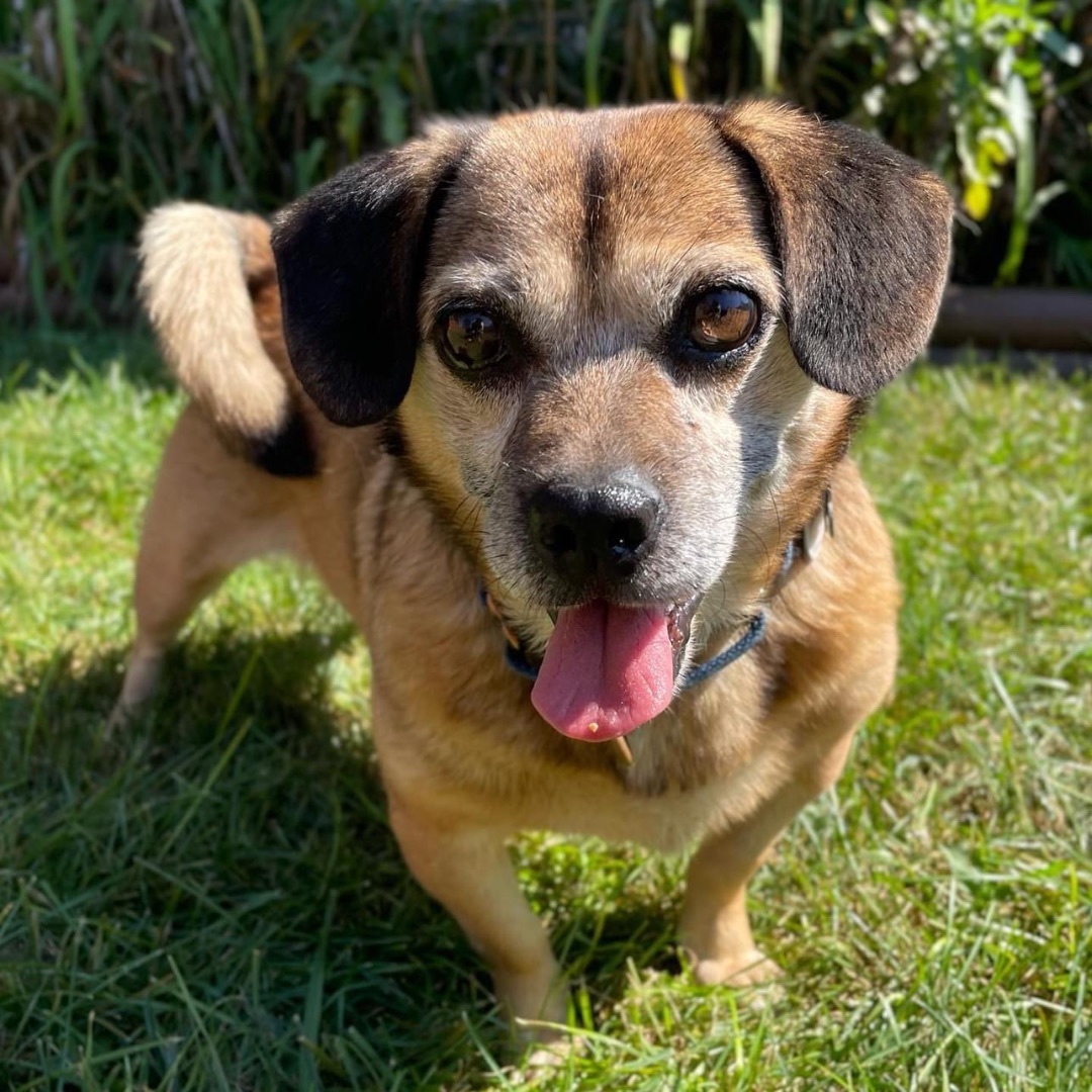 Danny Devito, an adoptable Puggle in Powell, OH, 43065 | Photo Image 5
