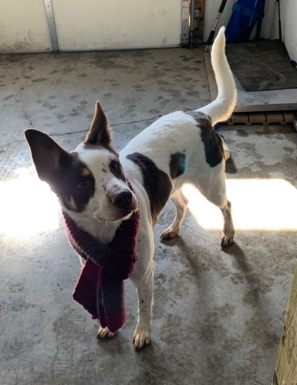Dogs at Wexford County Animal Shelter Shelter Animal