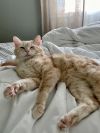 Snail - Pending Adoption
