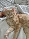 Snail - Pending Adoption