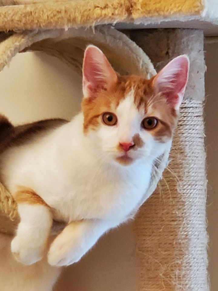 Nine lives adoption sales