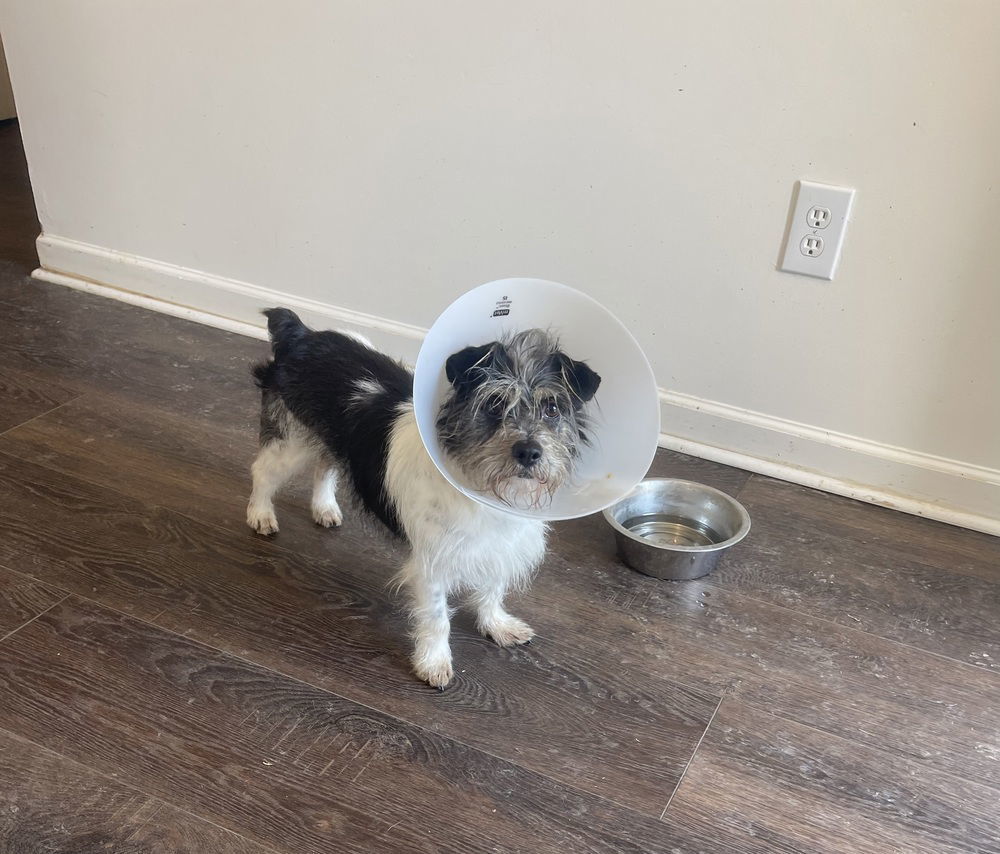 Hudson/Clyde~, an adoptable Shih Tzu, Schnauzer in Columbia, TN, 38401 | Photo Image 1